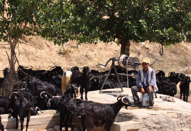 自然の中で休む山羊と遊牧民の写真
