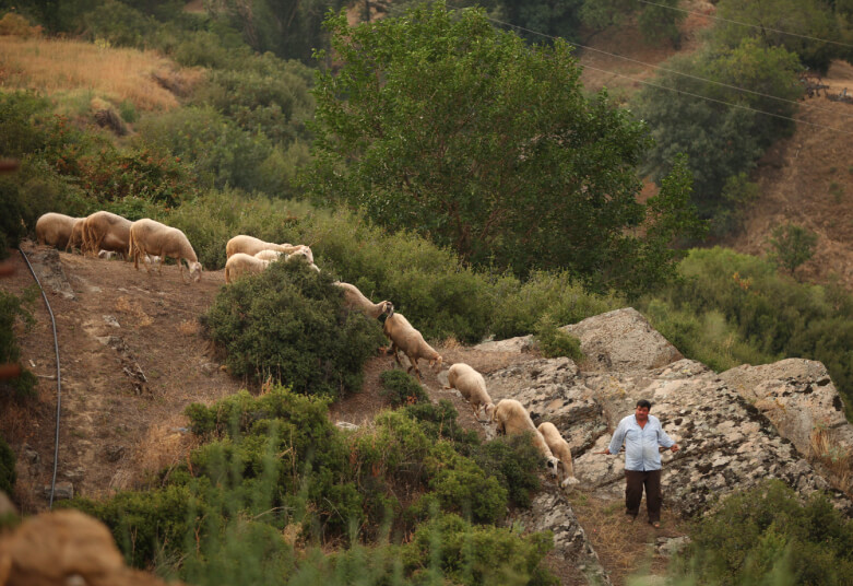 岩山を歩く男性と羊たちの写真